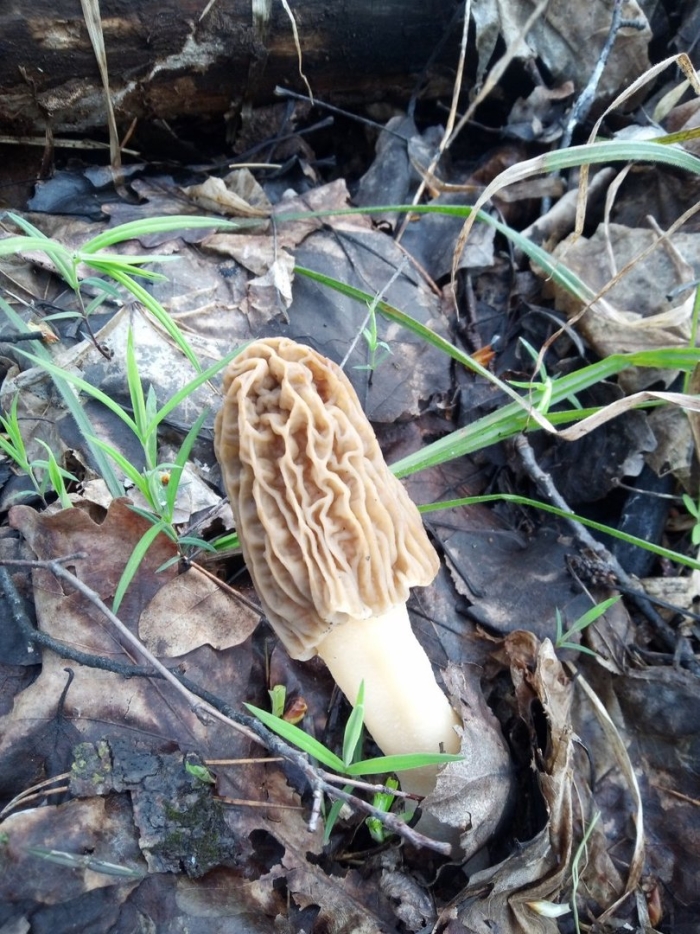 Сморчок верпа