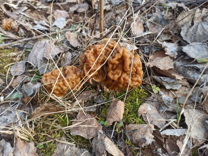 Гриб строчок обыкновенный