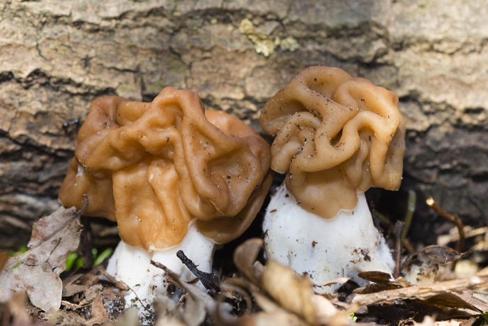 Строчок гигантский