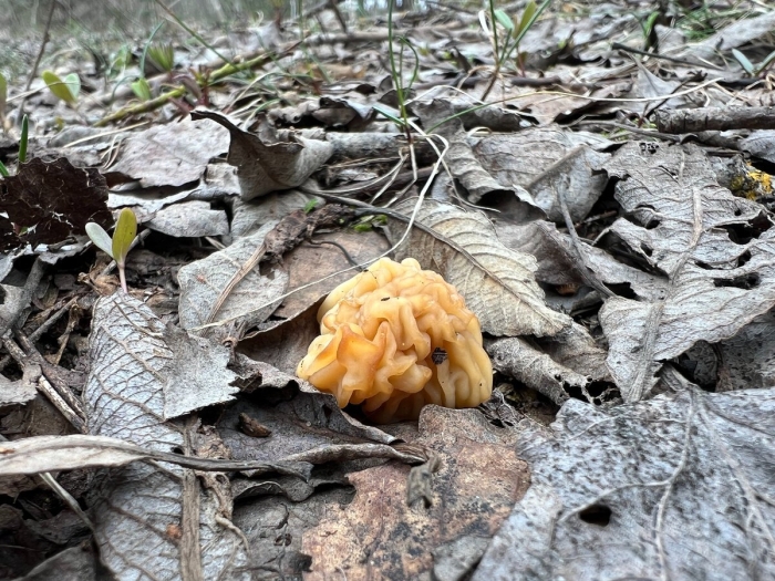 Строчок обыкновенный гриб