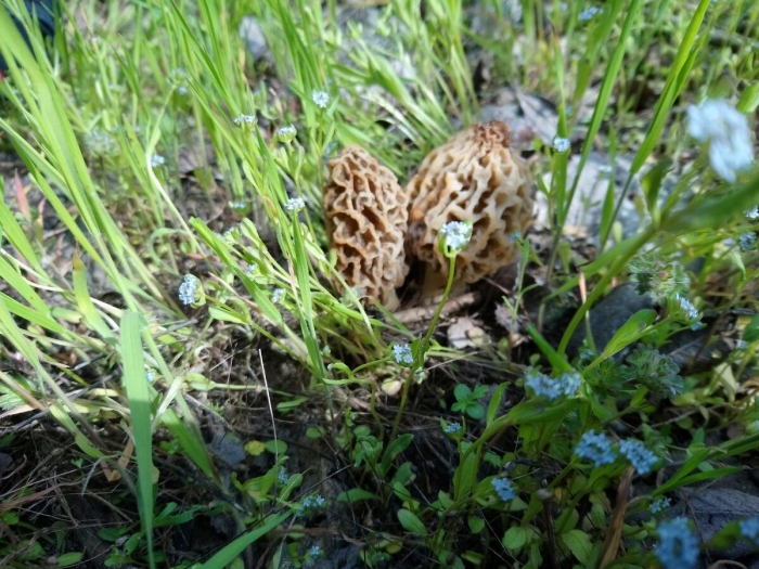 Сморчок гриб съедобный