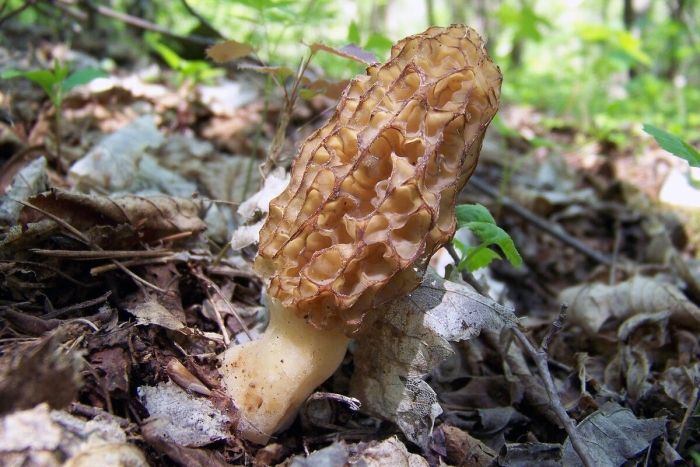 Королевский сморчок