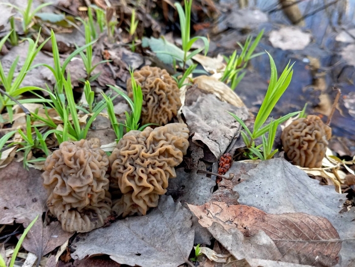 Morchella rufobrunnea