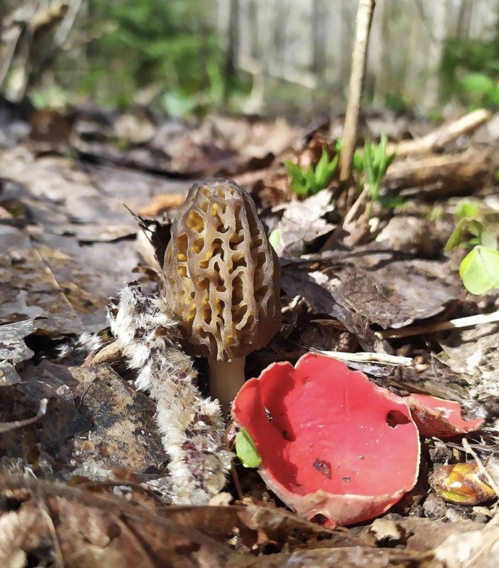 Весенние грибы в подмосковье съедобные