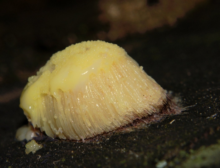 Стемонитис слизевик