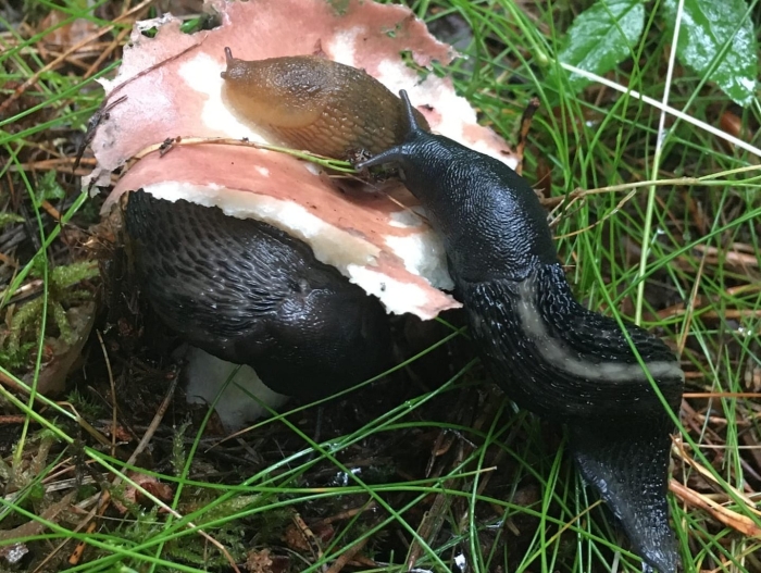 Слизень черный limax cinereoniger