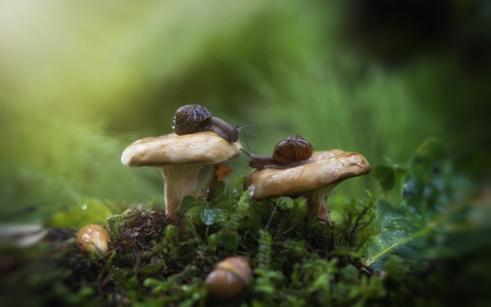 Улитка на грибе