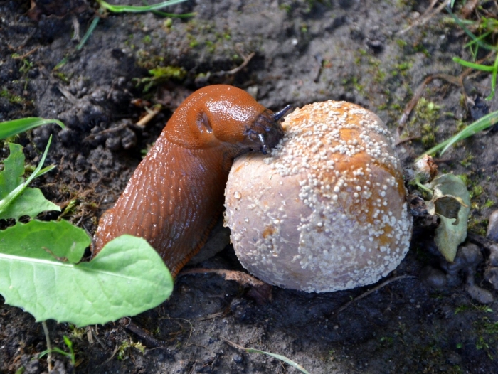 Грибной слизняк