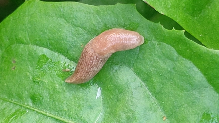 Перечный слизняк