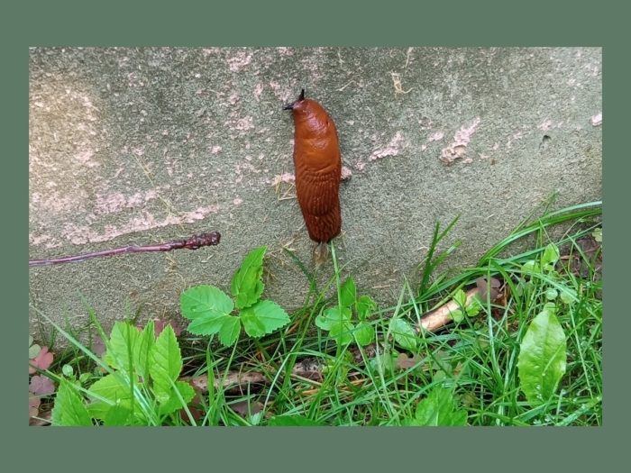 Слизни в подмосковье коричневые