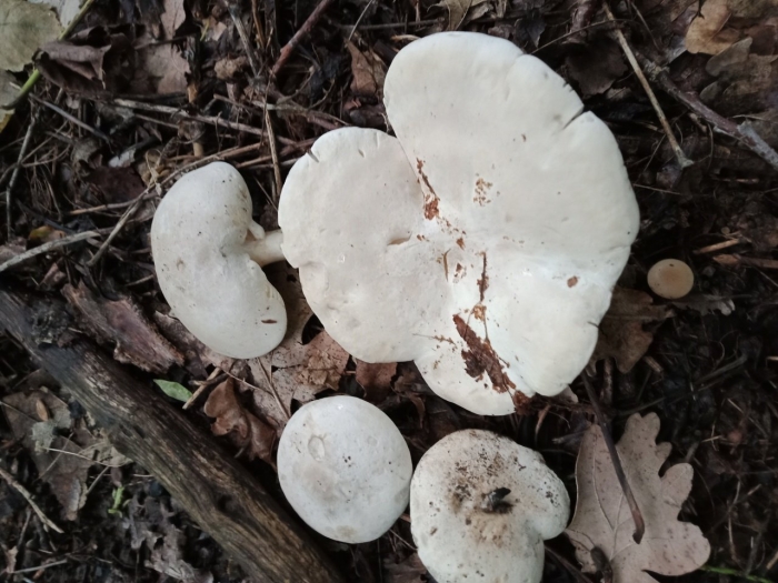 Гриб говорушка беловатая