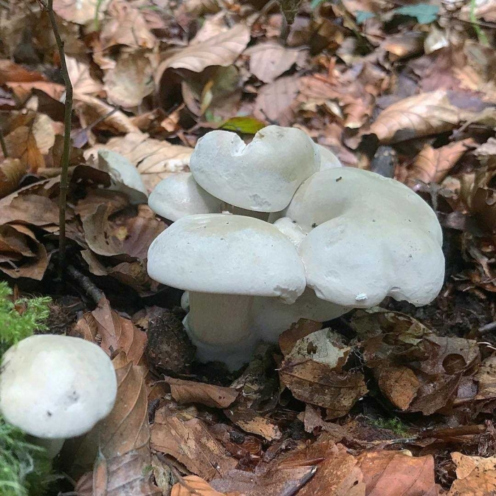 Бледная поганка