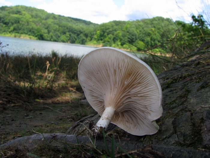 Pleurocybella porrigens