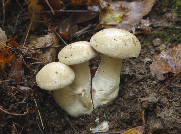 Гриб говорушка