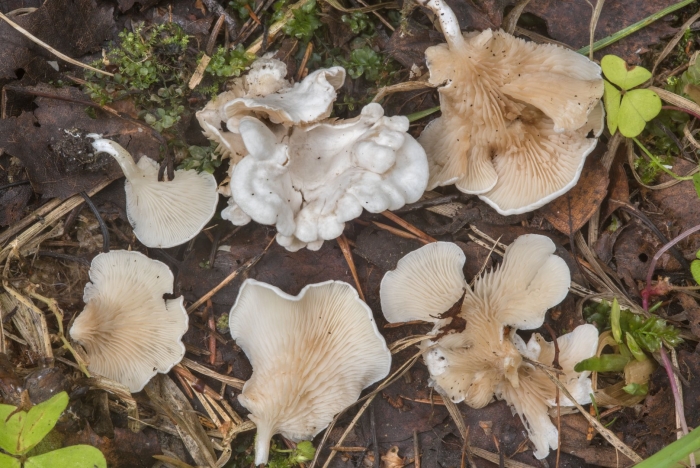 Говорушка блюдцевидная