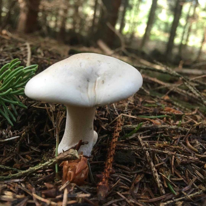 Говорушка дымчатая рядовка