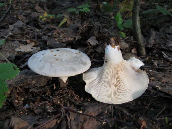 Гриб груздь белый