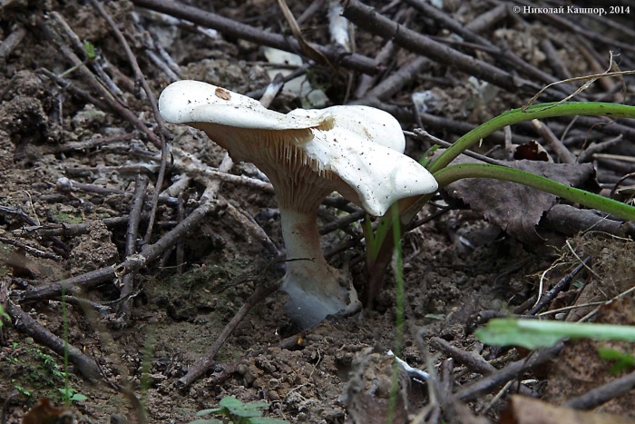 Говорушка подогнутая infundibulicybe geotropa