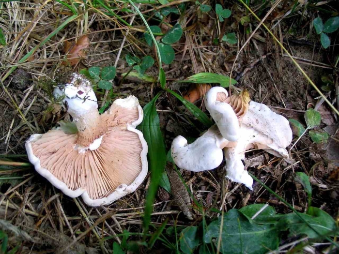 Lepista luscina гриб