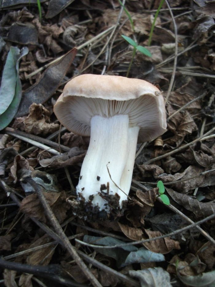 Гигрофор буковый