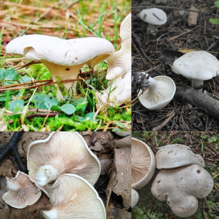 Говорушка беловатая