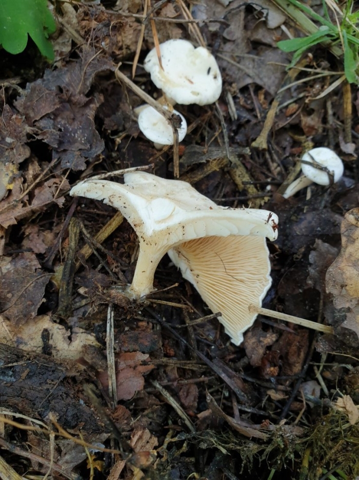 Белые пластинчатые грибы