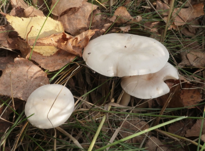 Говорушка воронковидная гриб