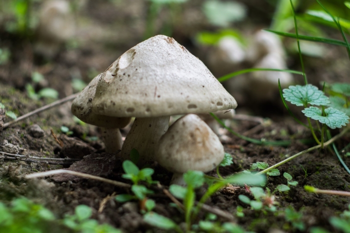 Шампиньон плоскошляпковый agaricus placomyces