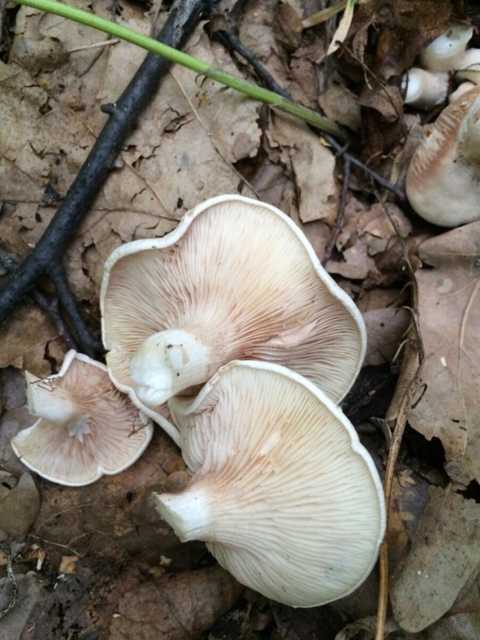 Ивишень (clitopilus prunulus)