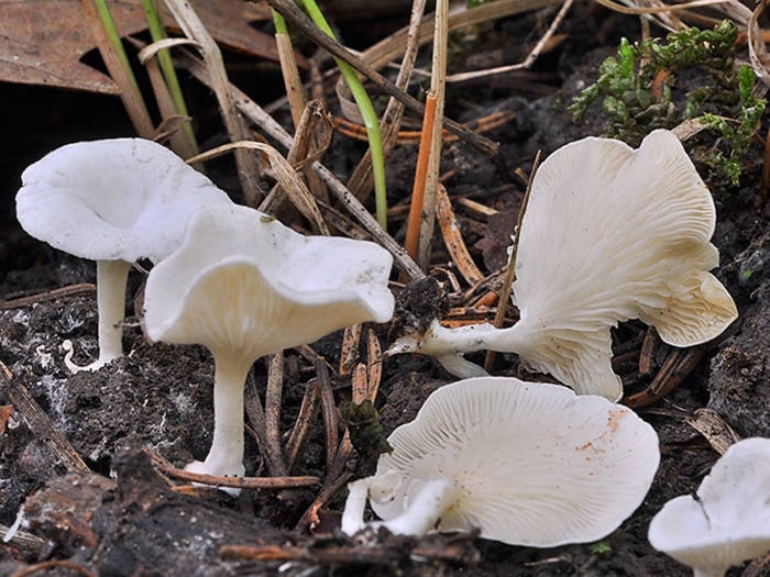 Говорушка ворончатая clitocybe gibba