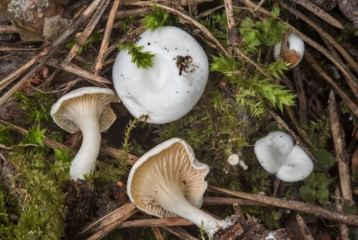 Ивишень подвишенник