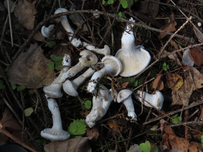 Дымчатая говорушка clitocybe nebularis