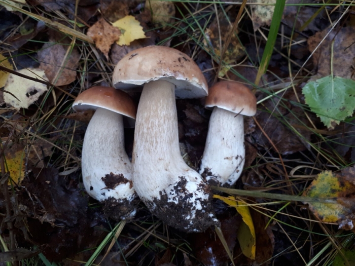 Грибы и сообщество