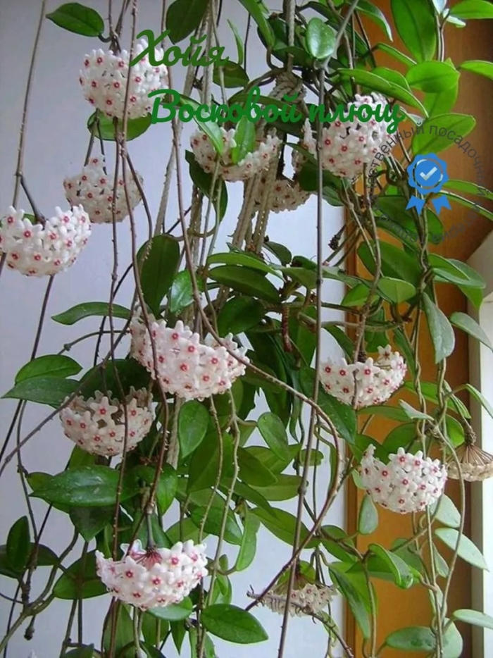 Хойя восковой плющ