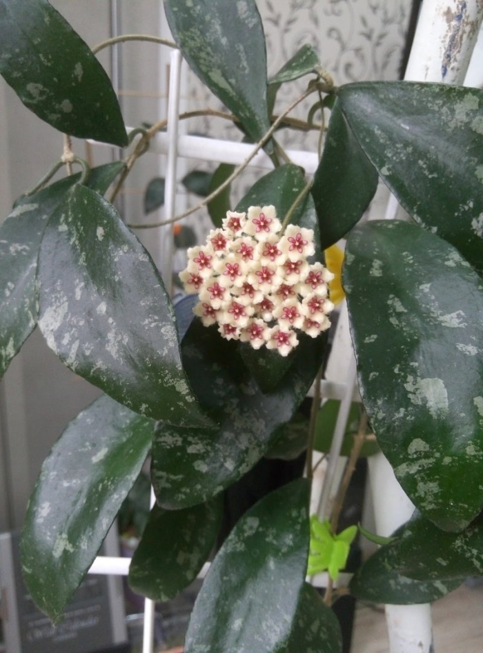 Хойя комнатное растение