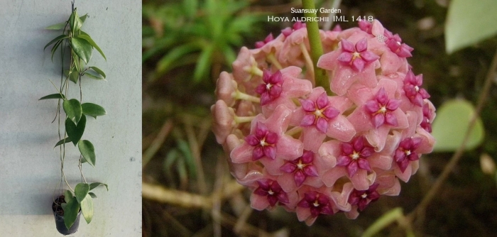 Хойя aldrichii