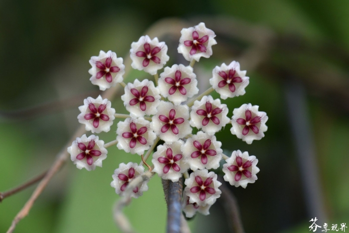 Хойя phuwuaensis