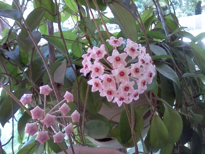 Восковой плющ