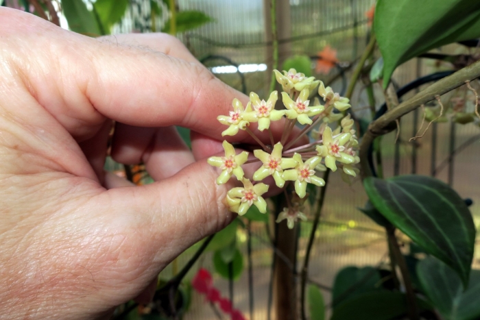 Хойя хельвигиана