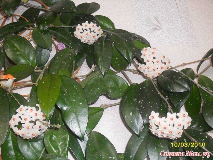 Восковой плющ хойя