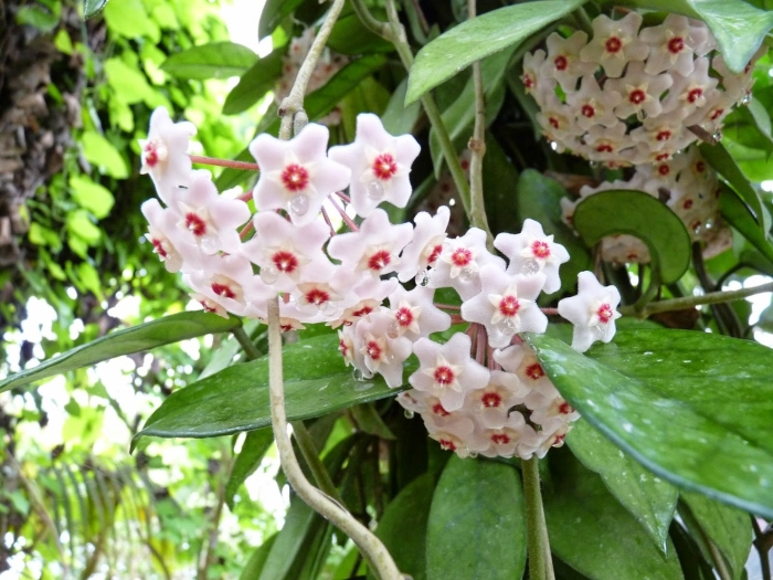 Цветок хойя карноза
