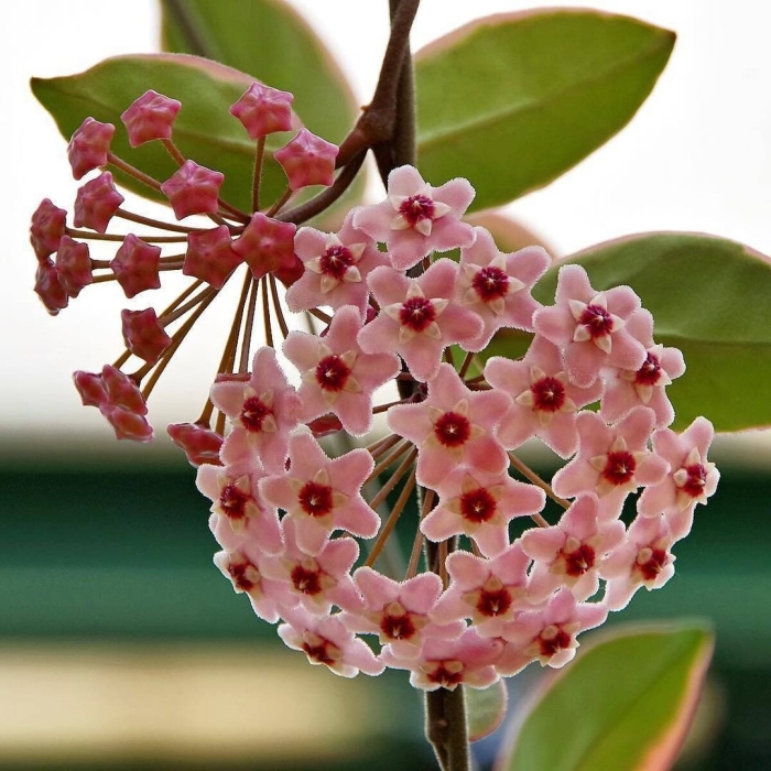 Хойя carnosa tricolor