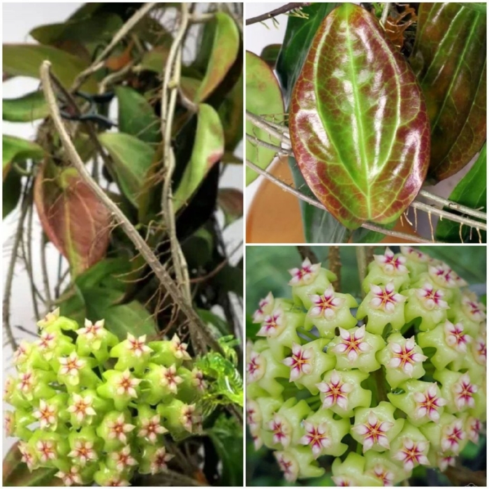 Хойя кенеджиана