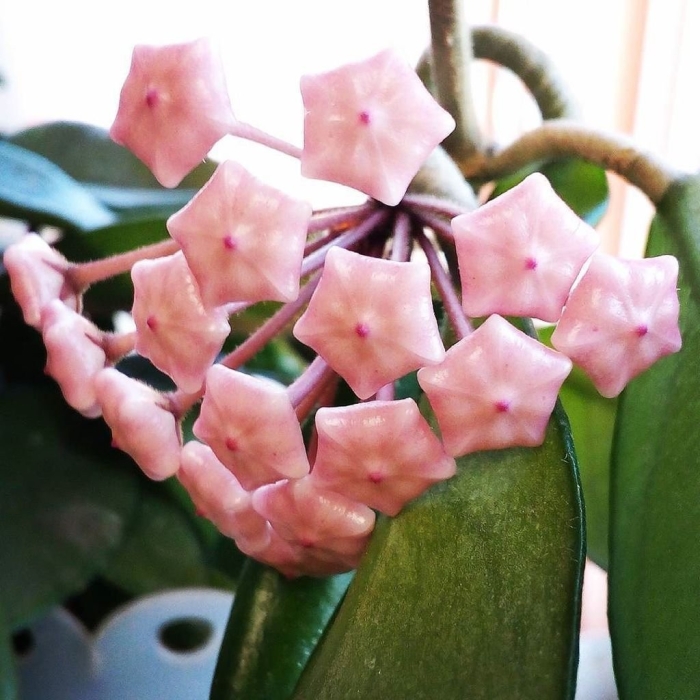 Хойя macgillivrayi