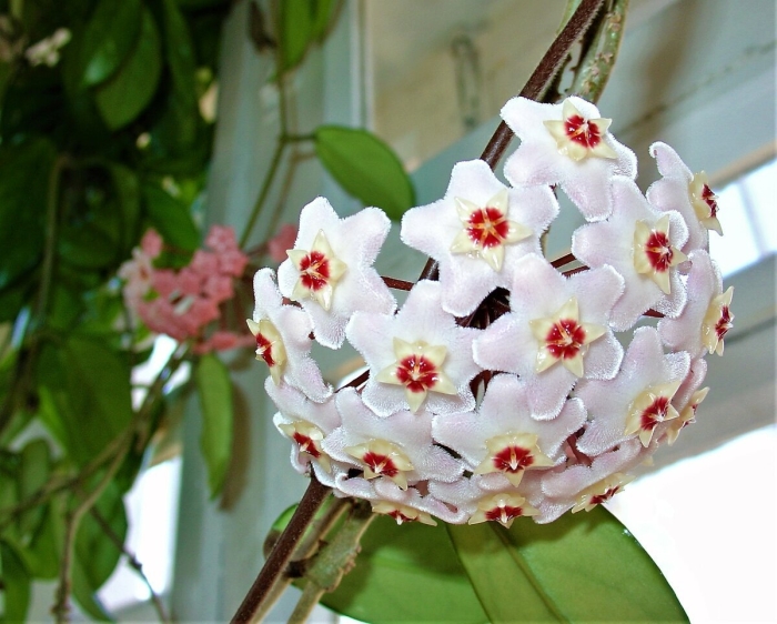 Мужегон хойя