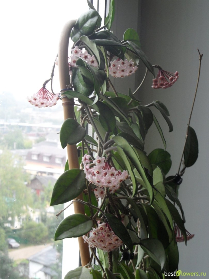 Карноза хойя