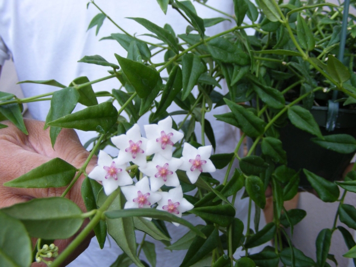 Хойя вибелла weebella