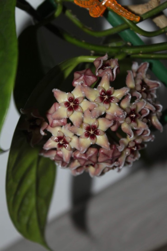 Хойя аустралис