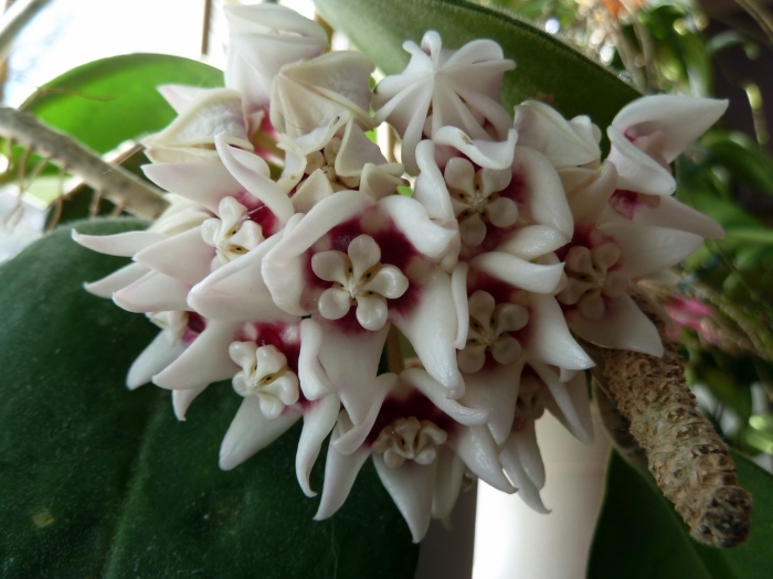 Хойя каличина