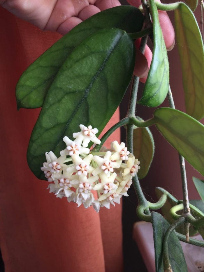 Хойя глобулоза